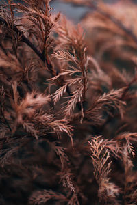 Autumn wild dry brown plant on a blurred background. september details of nature. natural. vertical