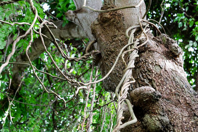 Low angle view of lizard on tree trunk