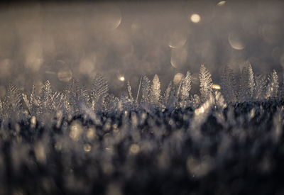 Closeup of snow crystals