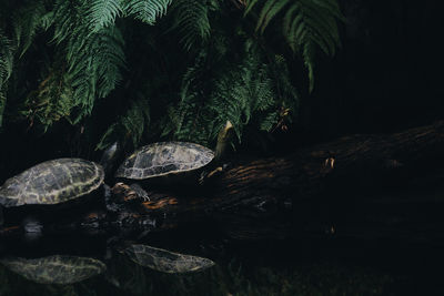 High angle view of a turtle in the ground