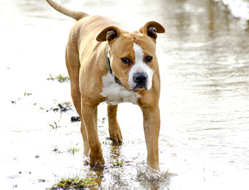 Portrait of dog standing on beach