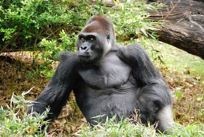 Portrait of monkey sitting on grass