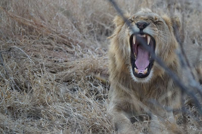 Close-up of a lion yawning