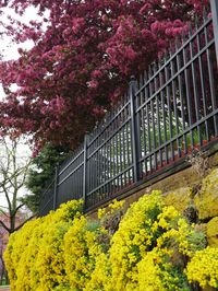 Plants growing in park