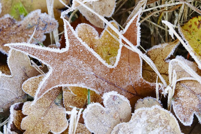 High angle view of frozen christmas during winter