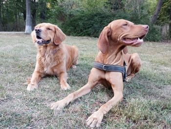 Dogs sitting on field against trees