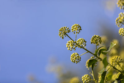 Close-up of flowering plant against clear blue sky
