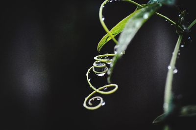 Close-up of green plant