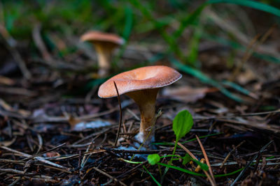 Close-up of mushroom growing on field