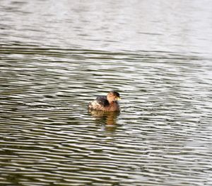 High angle view of duck swimming in lake