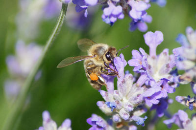 Close-up of bee pollinating on purple flower