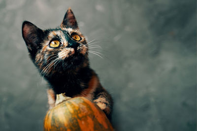 Close-up portrait of a cat