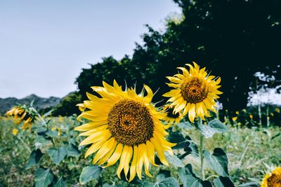 Close-up of yellow flowering plant