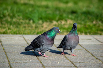 Close-up of pigeons perching on footpath