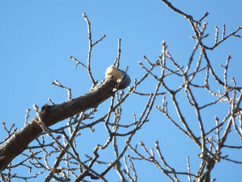 Low angle view of birds perching on bare tree against blue sky