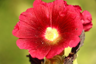 Close-up of flower against blurred background