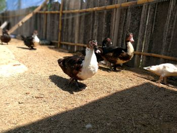 View of birds on the ground