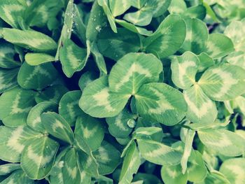 Full frame shot of green leaves on plant