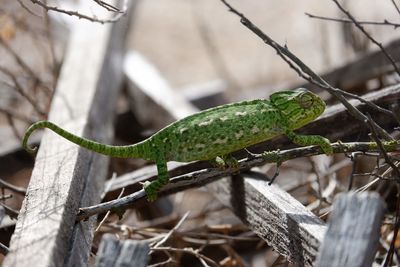 Close-up of lizard on tree