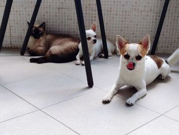Dogs sitting on tiled floor