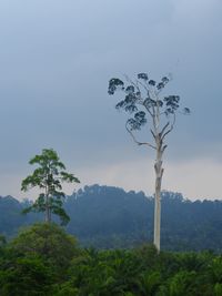 Plant by tree against sky