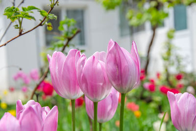 Close-up of pink tulips