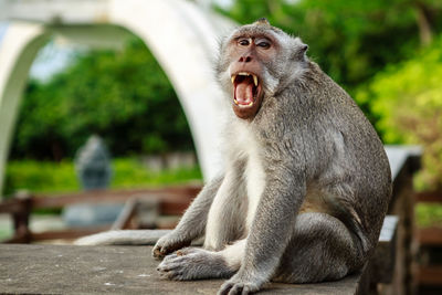 Close-up of monkey sitting on yawning at zoo