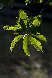 Close-up of green leaf