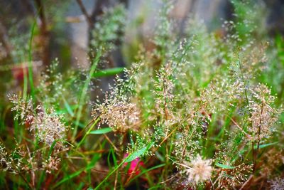 Close-up of flowering plants on land