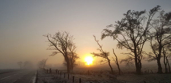 Bare trees on landscape against sky during sunset