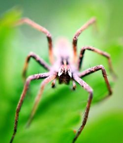 Close-up of insect