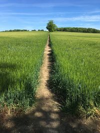 Tire tracks on agricultural field against sky