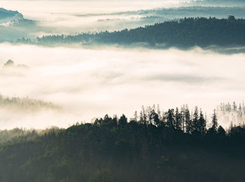 Colorful fog in the mountain valley. landscape with coniferous forest view from the top of a hill