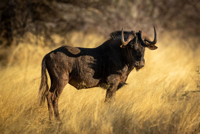 Black wildebeest stands staring in long grass