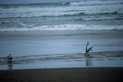 View of seagulls on beach