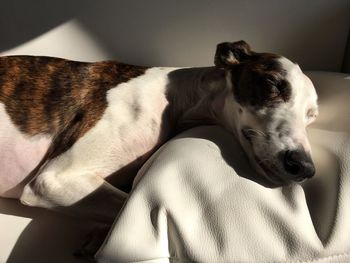 Close-up of dog relaxing at home