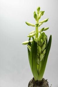 Close-up of plant against white background