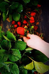 Close-up of hand holding strawberry plant