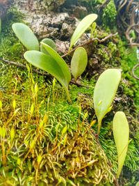 High angle view of plants growing on field