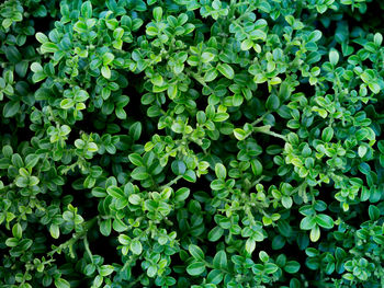 Full frame shot of plants