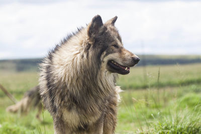 Close-up of dog on field against sky