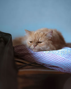 Portrait of cat resting