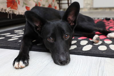 Portrait of black dog lying on floor at home