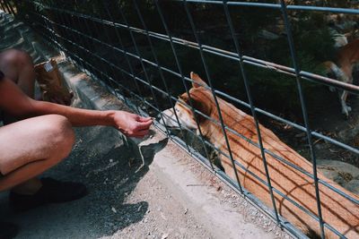 Close-up of man feeding dog