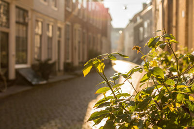 Yellow flowering plant against building