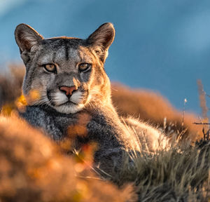 Close-up of lioness