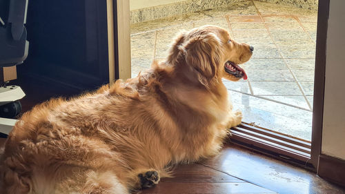 Dog looking away while sitting on floor at home