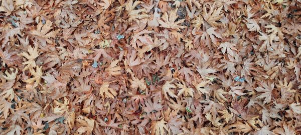 Full frame shot of dried autumn leaves