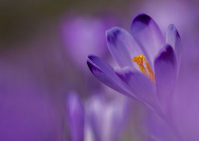 Close-up of purple crocus blooming outdoors