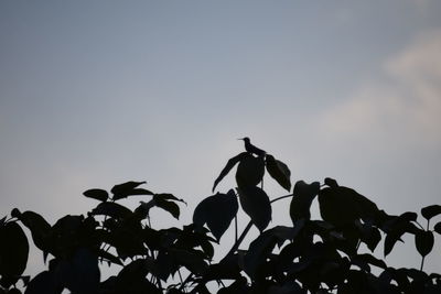 Low angle view of leaves against clear sky